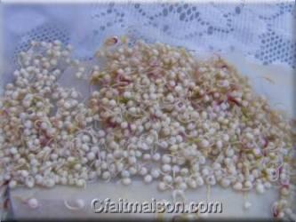 Graines de quinoa blanc germées