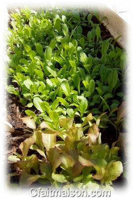 Jeunes pousses de salades cultivées sur terreau