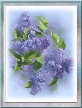 Lilas